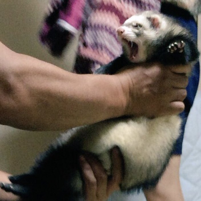 かな@5/10アニマルEXPO2026【Chubby Ferret】 tweet media