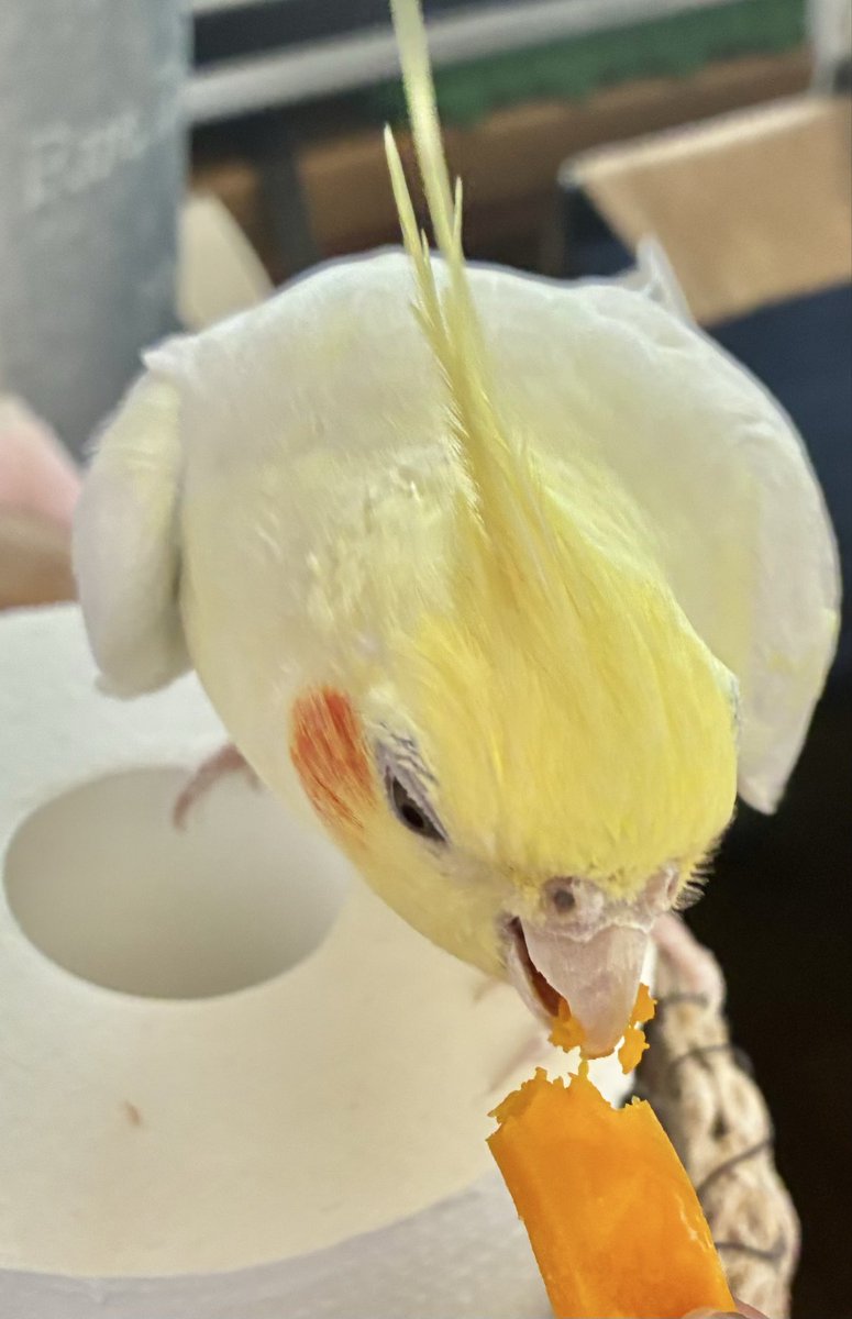 🎃うっま〜😋

とら🐶ゴハン作りのおこぼれ