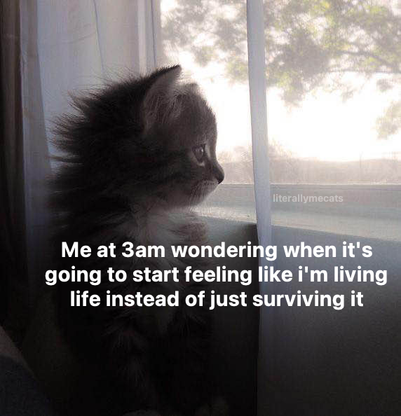 LiterallyMeCats tweet media