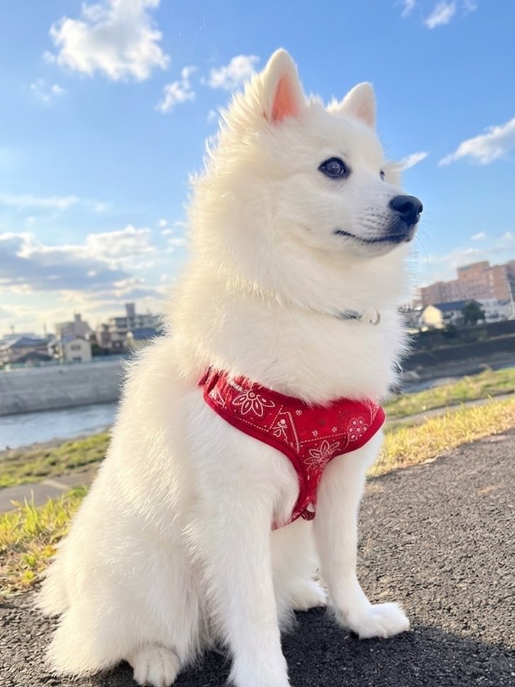 ハク様 ¦日本スピッツ tweet media