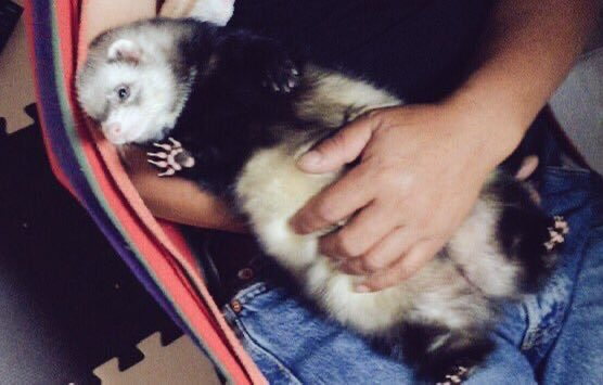 かな@5/10アニマルEXPO2026【Chubby Ferret】 tweet media