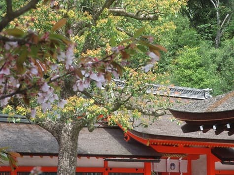 Kyoto no T tweet media