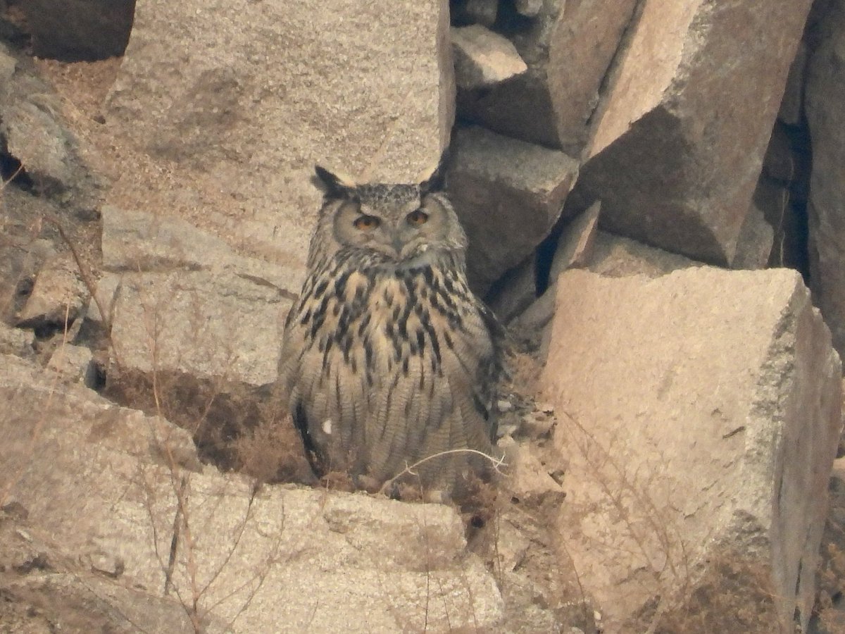 sanddusk's tweet photo. HootHoot
#bird #birdwatching https://t.co/5q6RLbqxRz