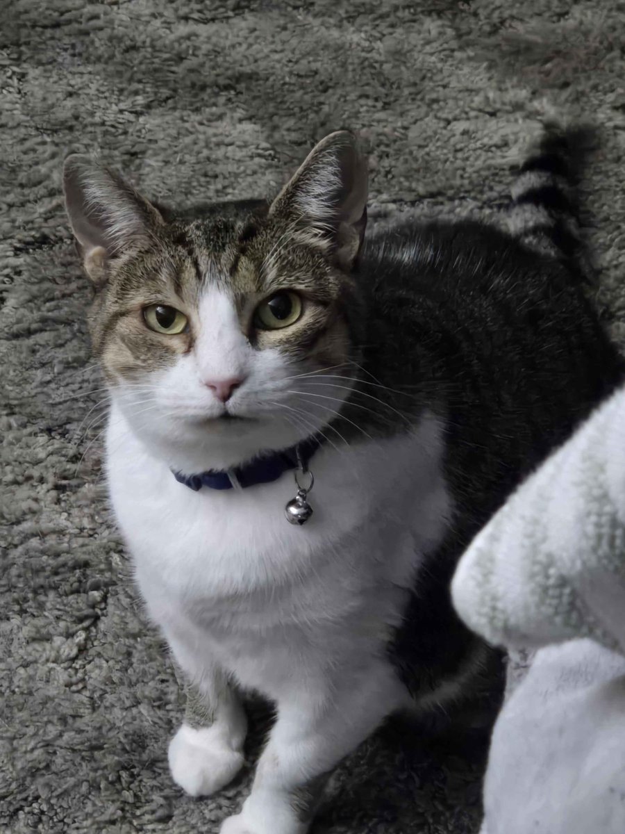 🦴 JanFuzzball || Puptuber tweet media