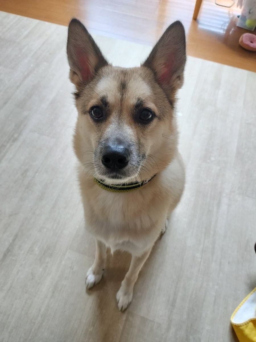 うきうきポルチーニおばさん tweet media