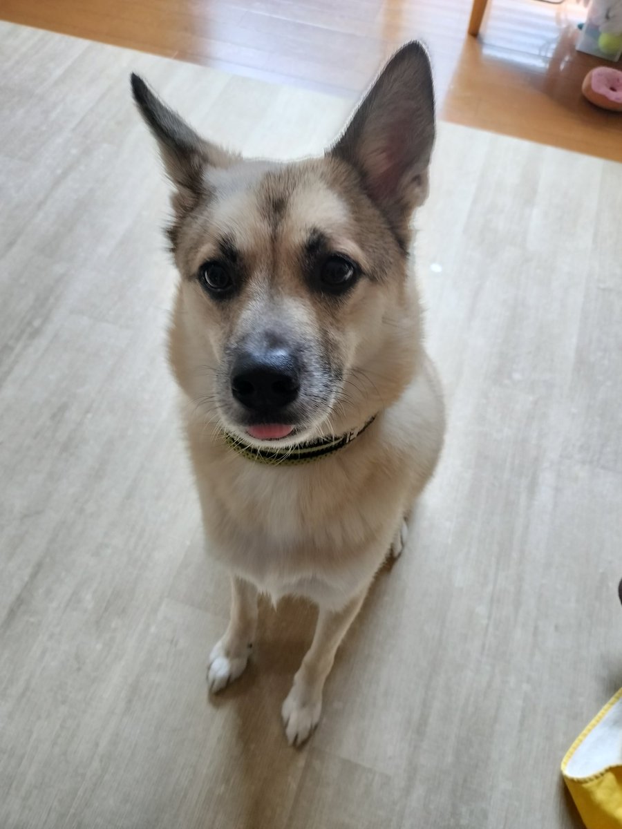 うきうきポルチーニおばさん tweet media