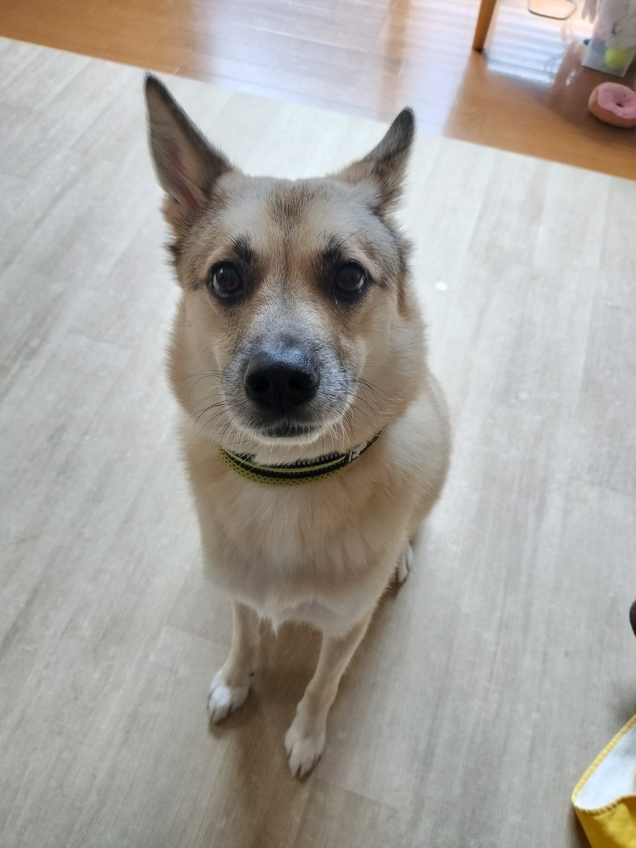 うきうきポルチーニおばさん tweet media