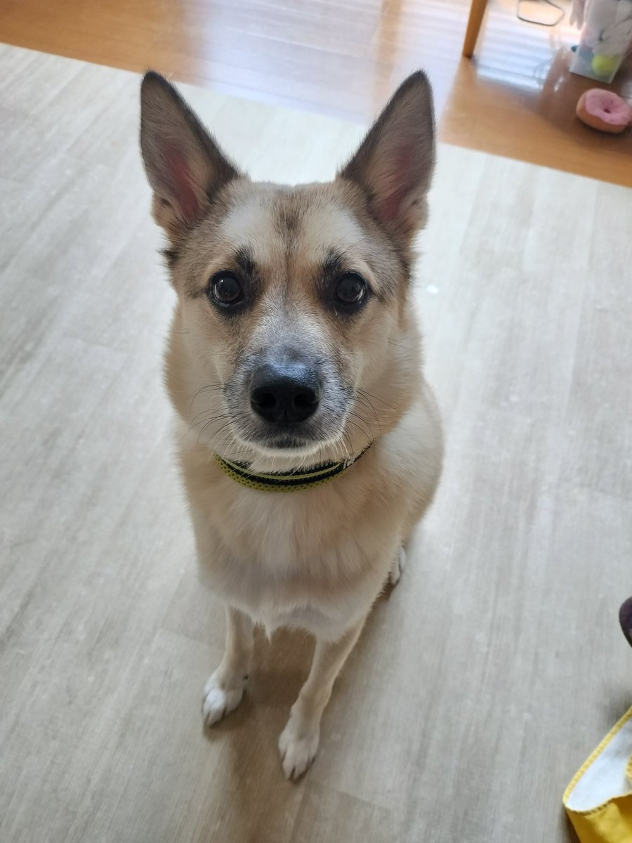 うきうきポルチーニおばさん tweet media