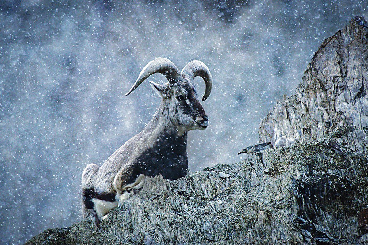 SandeshKadur's tweet photo. …caught between the weft of ancient wisdom and the warp of modern ambition.
Like its famous blue sheep, the Ladakh now stands at a precipice. Which way will it choose to leap? https://t.co/cROrfnSGiO

#RohiniNilekani about her recent trip to #Ladakh @htTweets @feliscreations https://t.co/M2Flf3mMG8