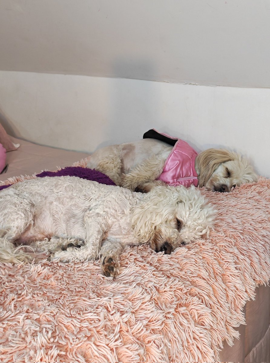 Valuti_'s tweet photo. Saludos tío michocon, mis bebes Lupe y Kaiser durmiendo aquí pero apañando ❤️🙂‍↕️ #FIEBREDEBAILECHV https://t.co/KCf20LYyW3