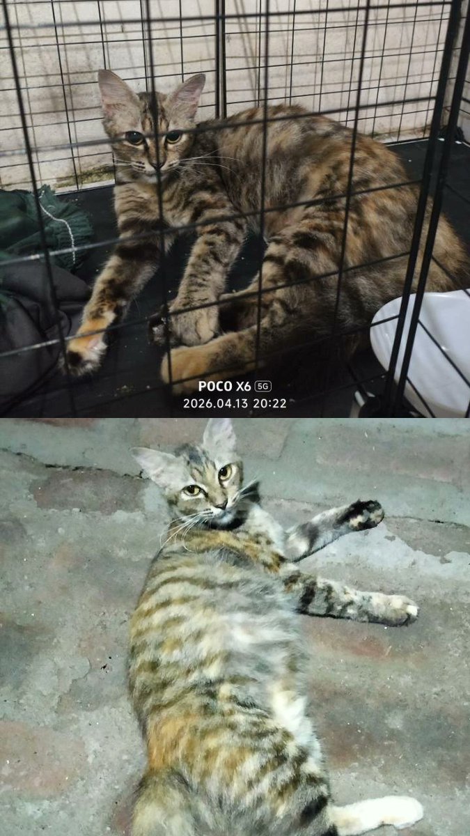 listiatan's tweet photo. Temen2 adakah yg dom Semarang dan sekitarnya mau adop kucing betina yg lagi hamil ini? Free. Siap anterin kalo jarak memungkinkan. Ini kucing ada yg ngebuang, ku gabisa rawat karena mau lahiran +udah punya kucing jg di rumah. https://t.co/fGpHnE6kQg