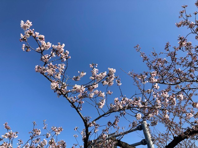 📢 #つかの桜街道 『国道7号弘前市神田地区～津賀野地区の約2km