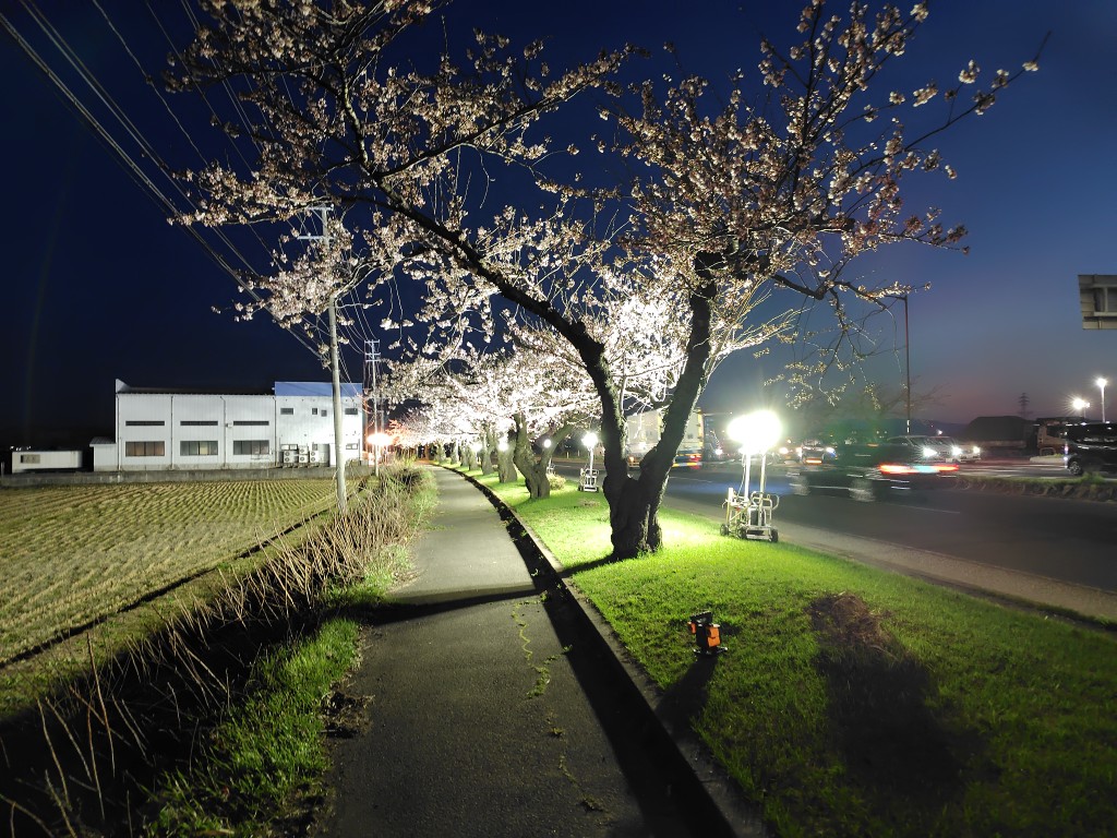 📢 #つかの桜街道 『国道7号弘前市神田地区～津賀野地区の約2km