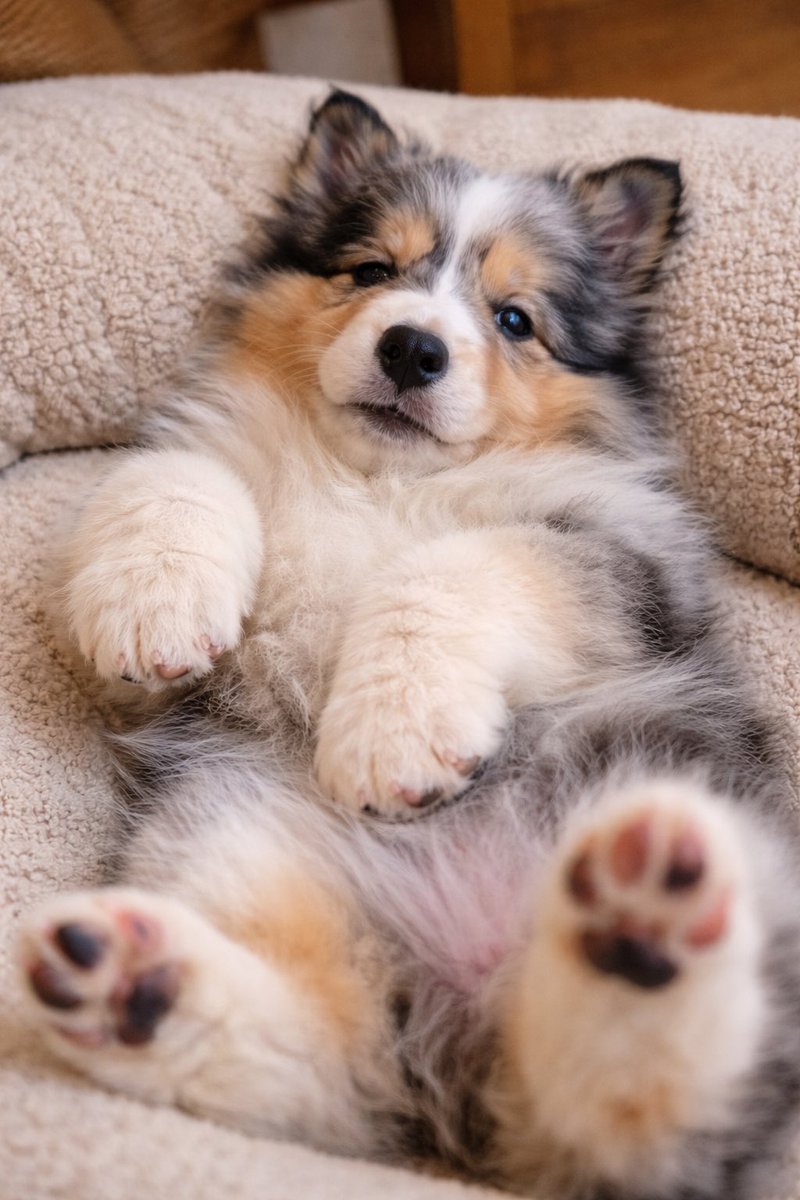 haraguronabi's tweet photo. @n_inunekodou なるほど！保護犬は小さい頃がわからないからと諦めていましたが、参考にして作ってみました！とても良い使い方ですね https://t.co/P6U7gW8Onm