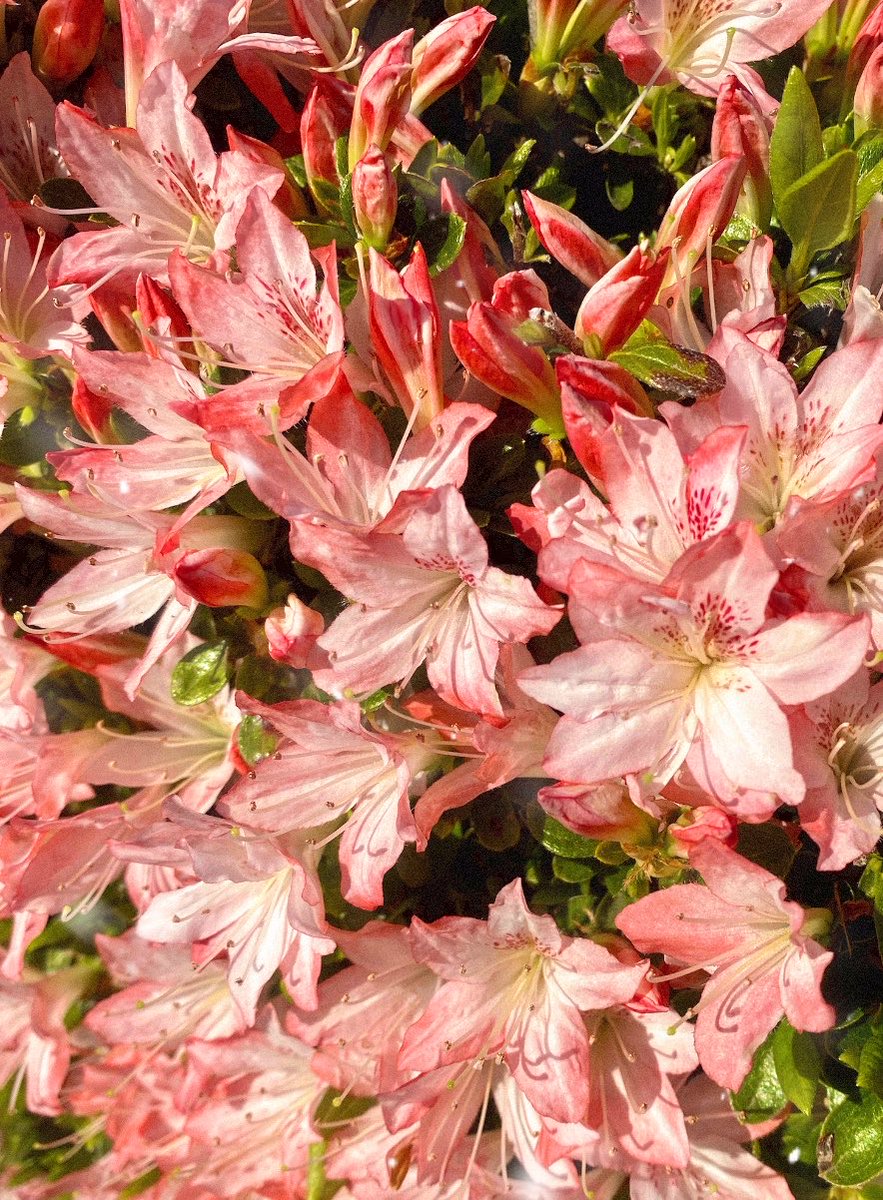 colorfulstaff's tweet image. 昨日はまるっと一日黙々と校正DAY✍🏻

帰宅→シャワー→気絶

でもおかげでぐっすり8時間睡眠⏰

今朝は編集部へ向かう途中花に癒されましたわෆ.*･ﾟ
校了まであと少し。
いい形で届けたい！！
#カラフル な一日を🌈
#COLORful