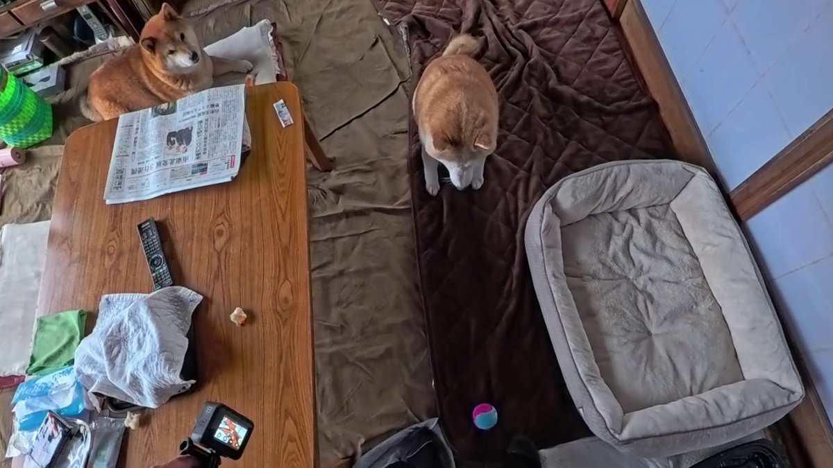 GMJpaCSCbuIDYDw's tweet image. 大きくなってもおもちゃで遊んであげたことは忘れません。
#dog #shiba #犬 #柴犬 #丸柴 #犬のいる生活 #柴犬がいる暮らし
くわしくはコチラから
youtu.be/egO6s-ayzPI @YouTube