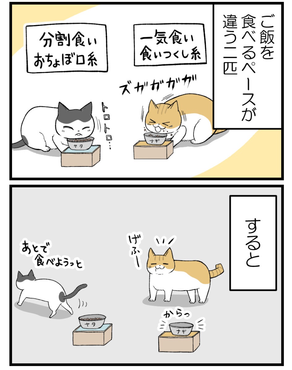 多頭飼い、はじめてのお悩み（1/2）