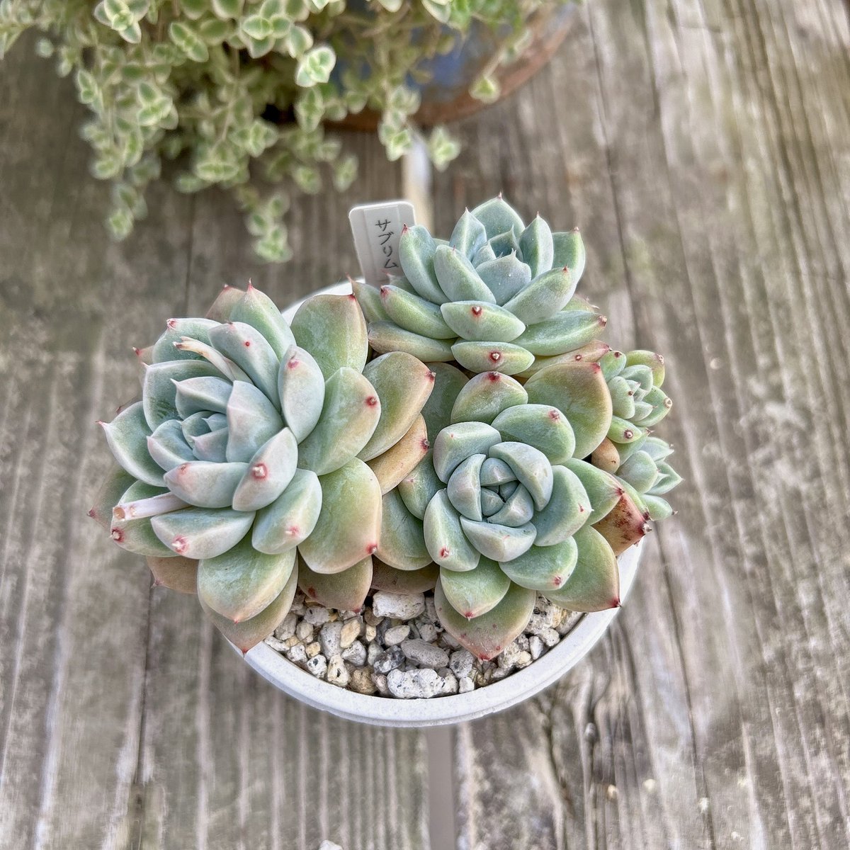 Ruta29life's tweet image. #多肉
#多肉植物
#サブリム

サブリム
可愛くなったけど
またパッカンするのかな〜