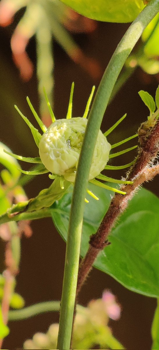 Nutan Barve tweet media