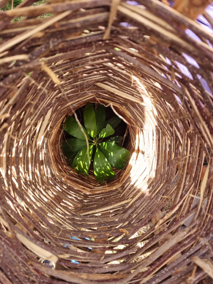 Buildawell_wtnf's tweet image. #PlantAtree