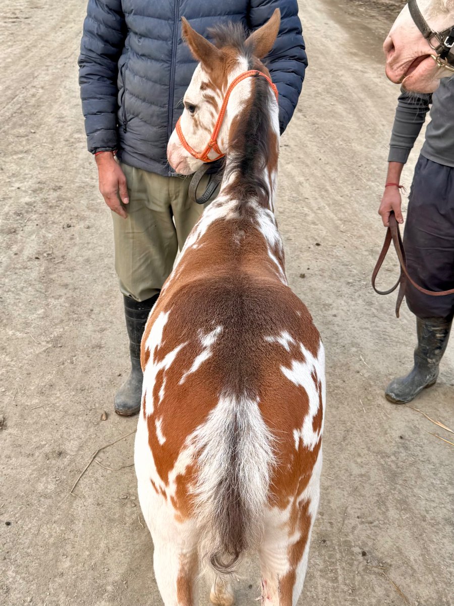 【公式】アオラキfamily tweet media