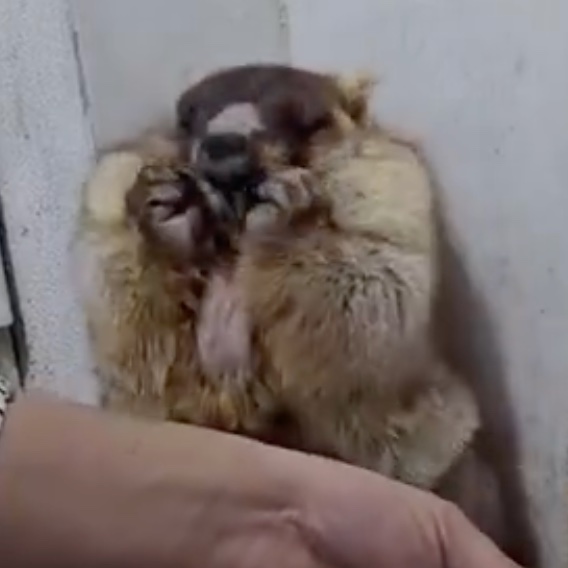 Hootie McCavman of Troy tweet media