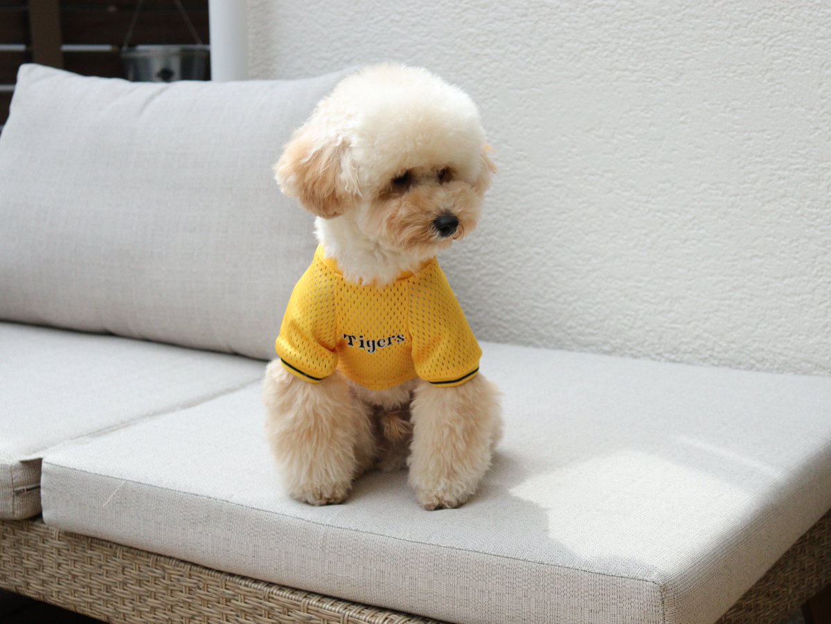 虎たろうSHOP🐯 tweet media