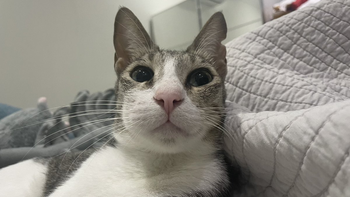 Stupid Lily :3 tweet media