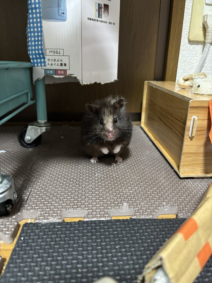 きみちゃん tweet media