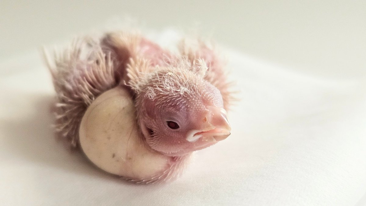 ごま と あんこ さし餌中🍼 tweet media