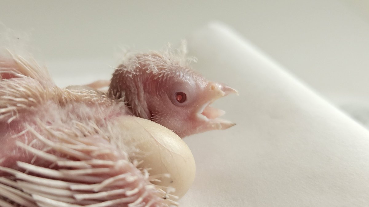 ごま と あんこ さし餌中🍼 tweet media