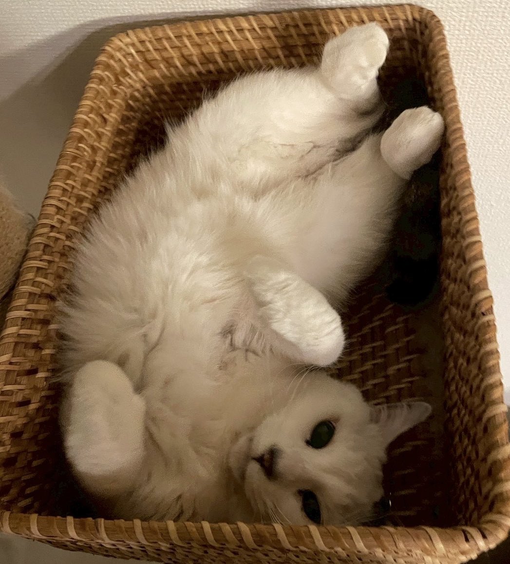 カメントツの猫アカ tweet media