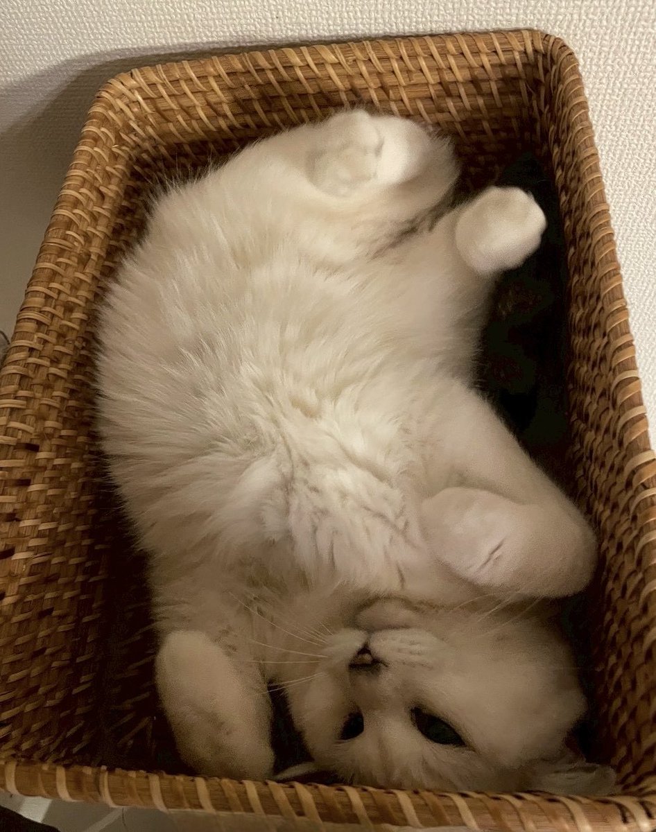 カメントツの猫アカ tweet media
