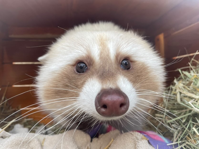 raddoob's tweet photo. @Inzannityy i luv leucistic raccoons theyre literally me https://t.co/vQFkD3DLSj