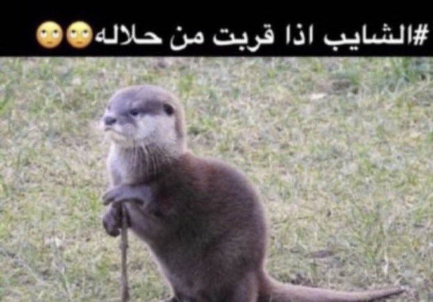 iiiAHMED tweet media
