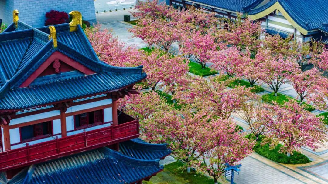 HelloChangsha's tweet image. Recently, Tongguan Kiln Cultural Amusement Park has staged a romantic #cherry blossom feast. Nearly 100 cherry trees are in full bloom, forming a 240-meter "Cherry Blossom Avenue". #Changsha  icswb.com/h/105705/20260…🌸🌸