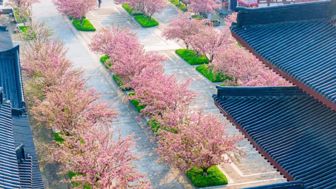 HelloChangsha's tweet image. Recently, Tongguan Kiln Cultural Amusement Park has staged a romantic #cherry blossom feast. Nearly 100 cherry trees are in full bloom, forming a 240-meter "Cherry Blossom Avenue". #Changsha  icswb.com/h/105705/20260…🌸🌸