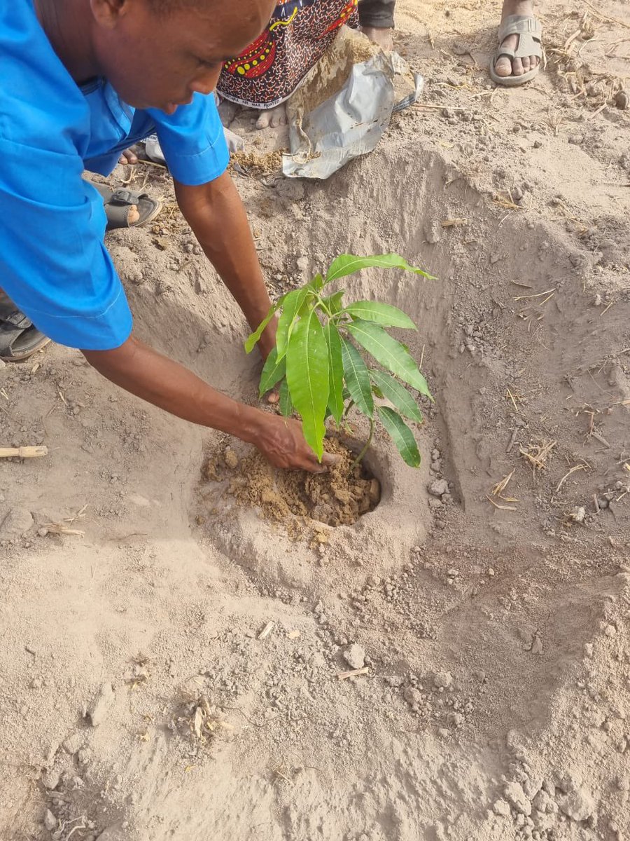 Buildawell_wtnf's tweet image. #PlantAtree