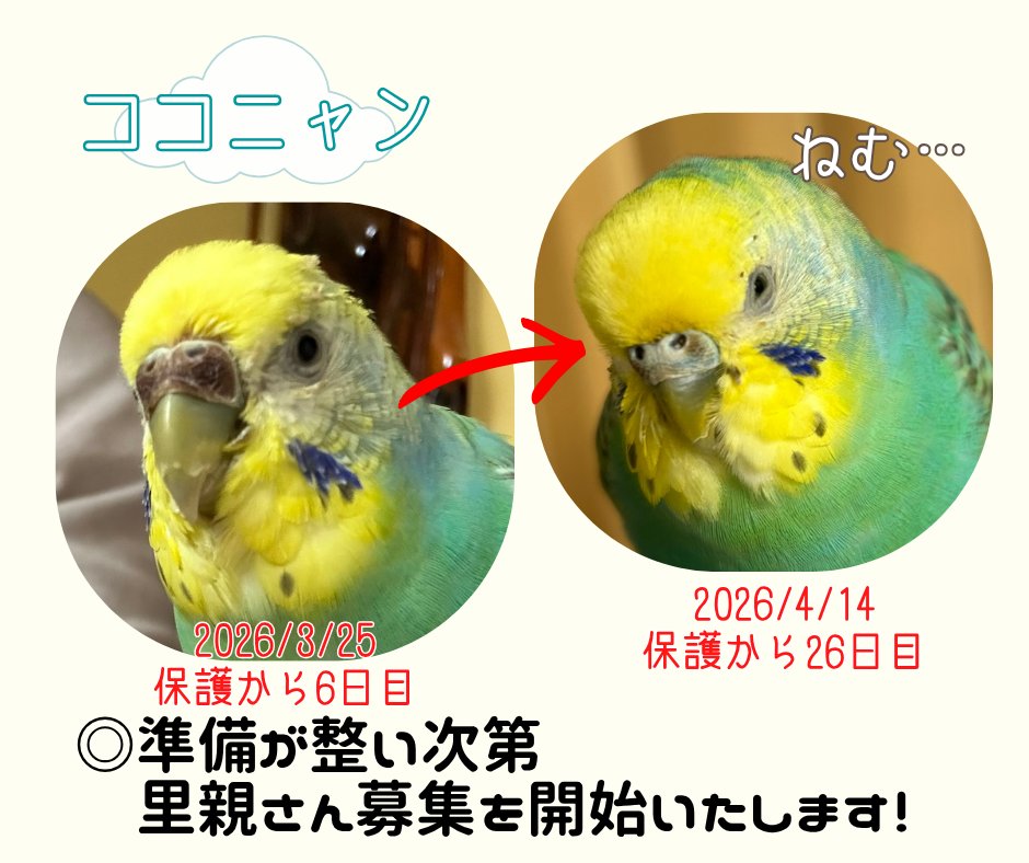特定非営利活動法人りぐこうべ兵庫 tweet media