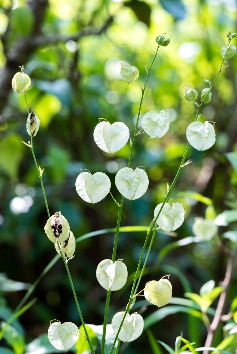 BelleLaudere's tweet image. My money plant is literally paying me in hearts ❤️💰🍀 #nature
#NatureMagic  #MoneyPlant