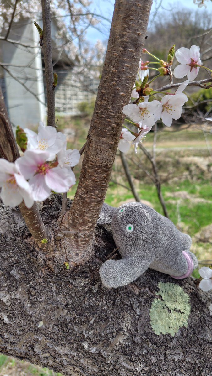 はっさく@超低浮上 tweet media