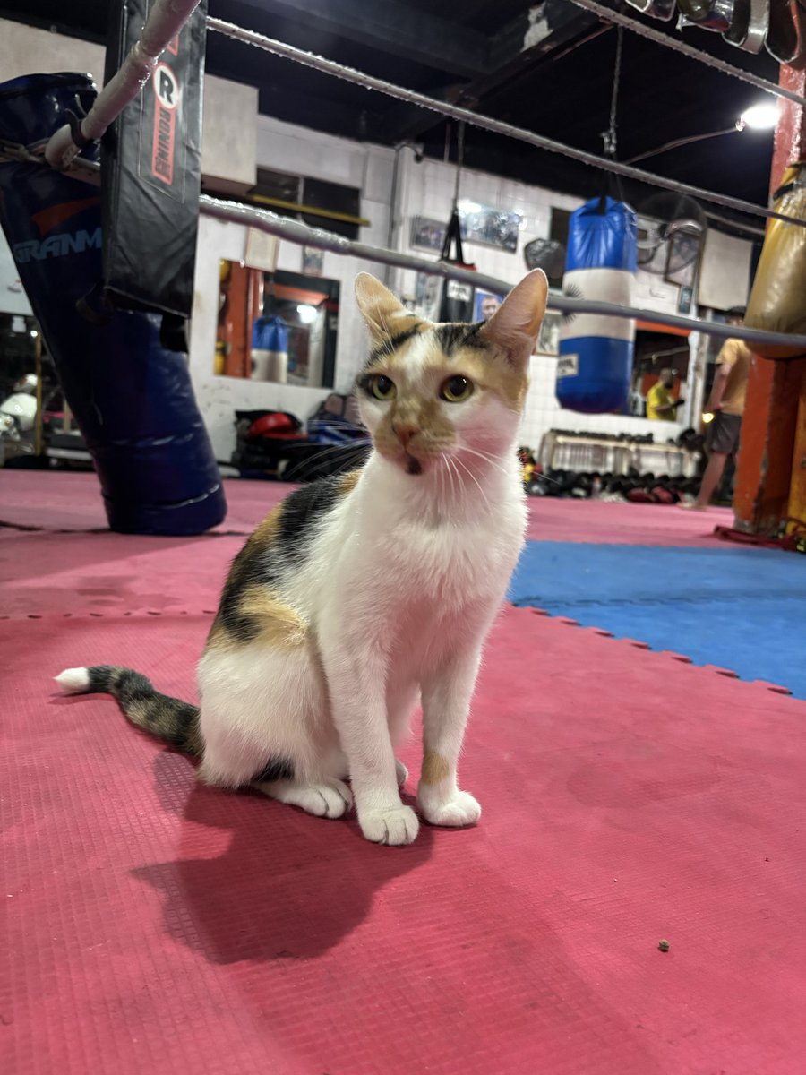 Ale Prieto tweet media