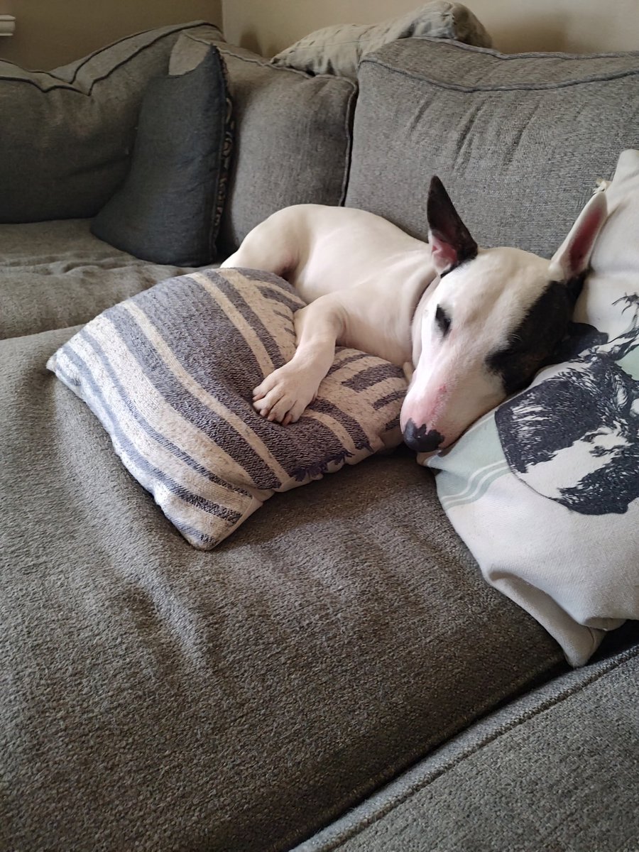 rexthetvterrier's tweet image. Goodnight everyone 💞. Dream of a better world ☮️.  I know that's not easy right now.   #Goodnighteveryone #KindnessMatters #WeMissYouRex #Dogs #LoveYouRex #SweetDreamsSpike