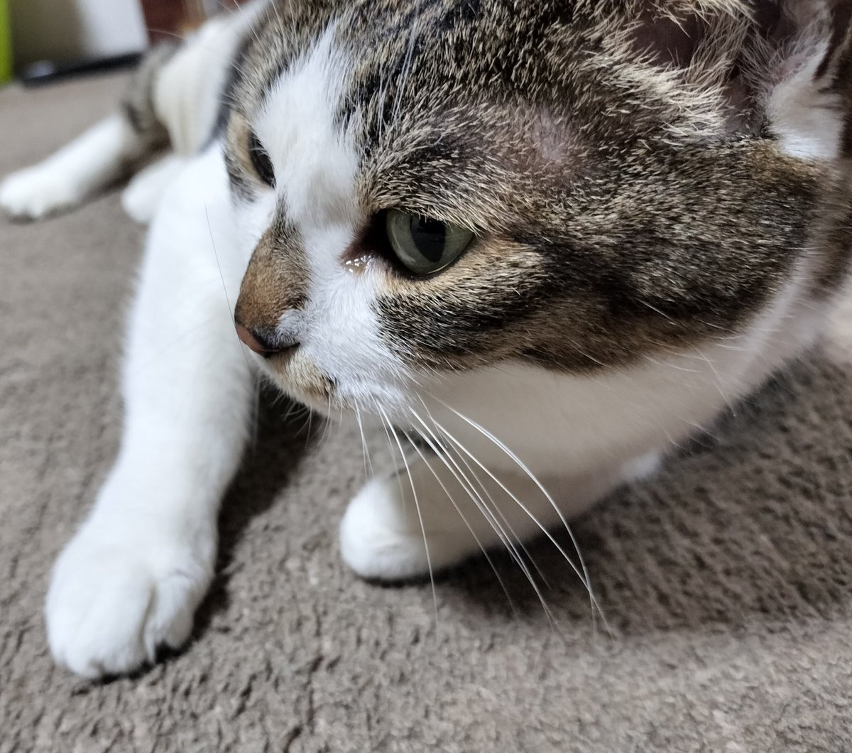 3/29偶然きぃのお腹に凝りを見つけて次の日病院へ(大きさ約7㍉)
乳腺腫瘍とのことで2週間後に手術の予約
先程帰ってきました
病理検査結果は10日後だけど悪性の可能性は90%だとか
さっきまでﾆｬｰﾆｬｰしてたけど、やっと落ち着いたところ(´；ω；｀)
心配でオロオロしてます…