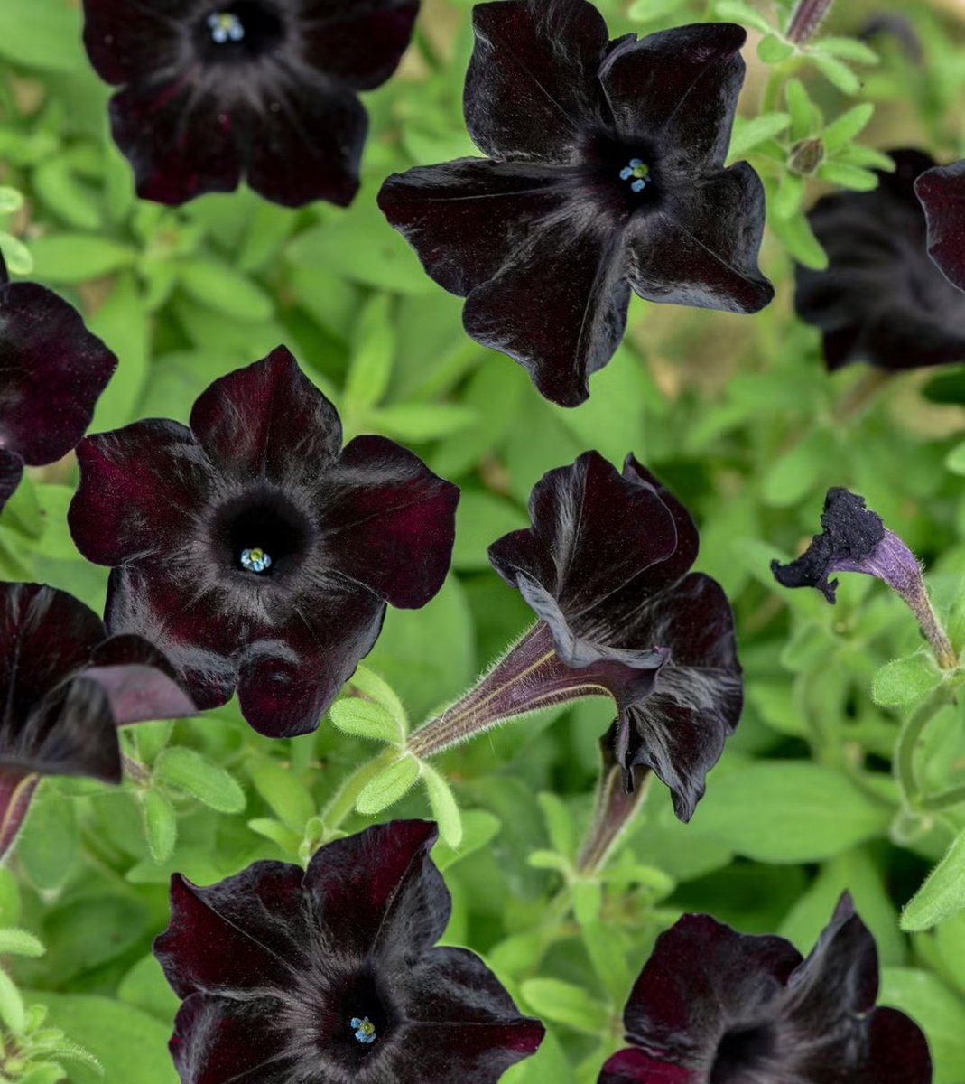 jaisrihari tweet media