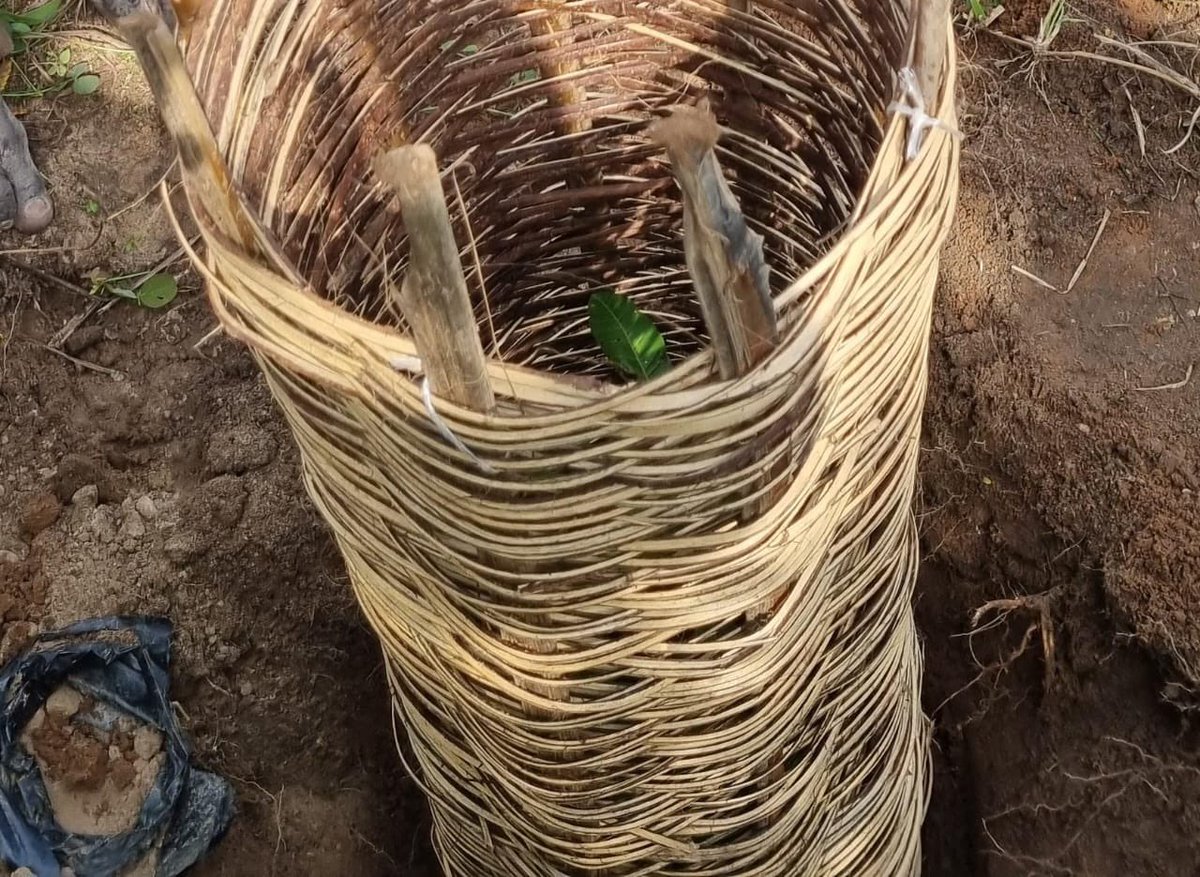 Buildawell_wtnf's tweet image. #PlantAtree