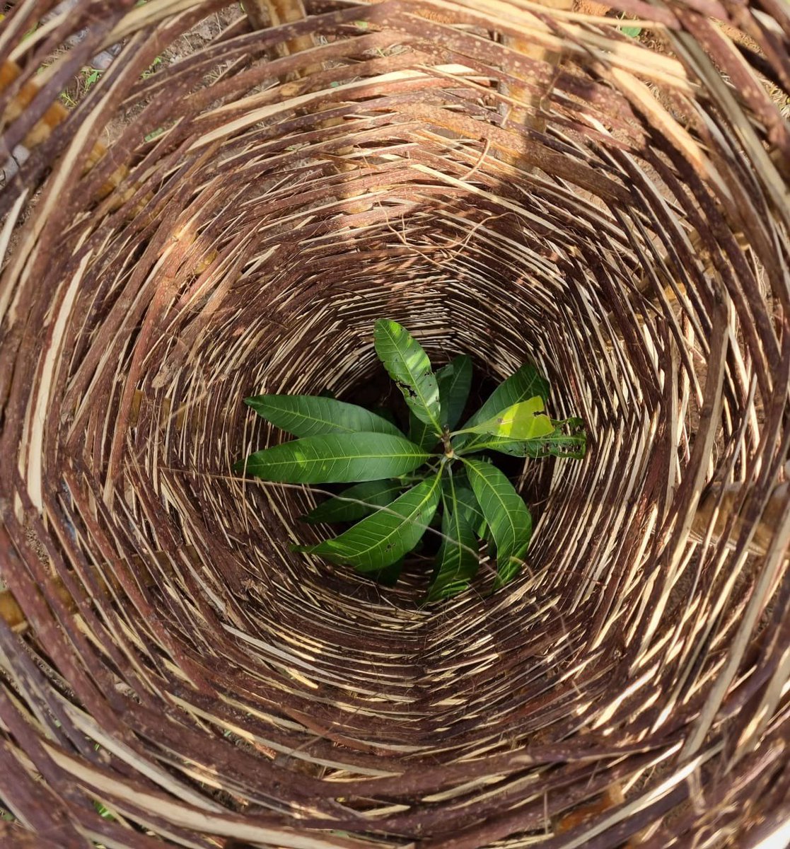 Buildawell_wtnf's tweet image. #PlantAtree