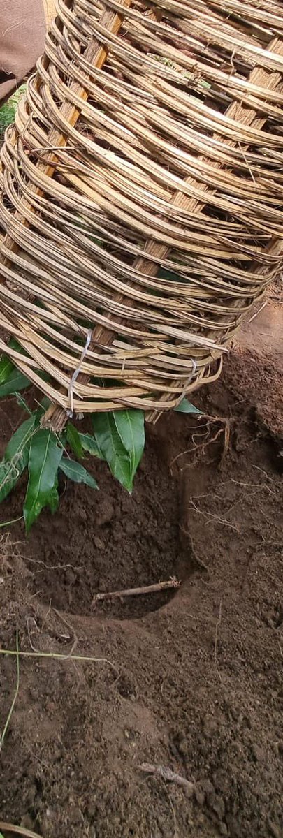 Buildawell_wtnf's tweet image. #PlantAtree