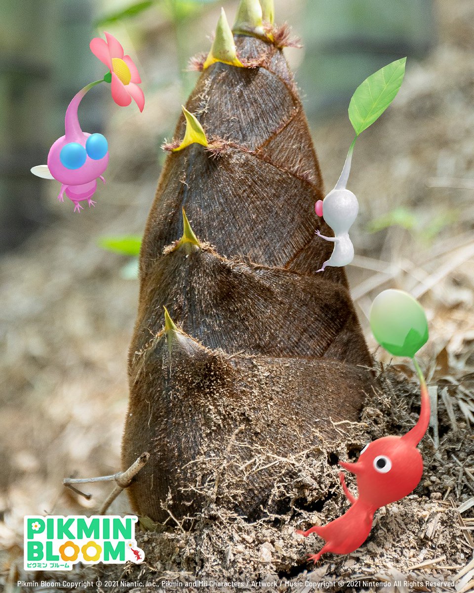 たけのこ発見！🎋
山の斜面に気を付けて…！