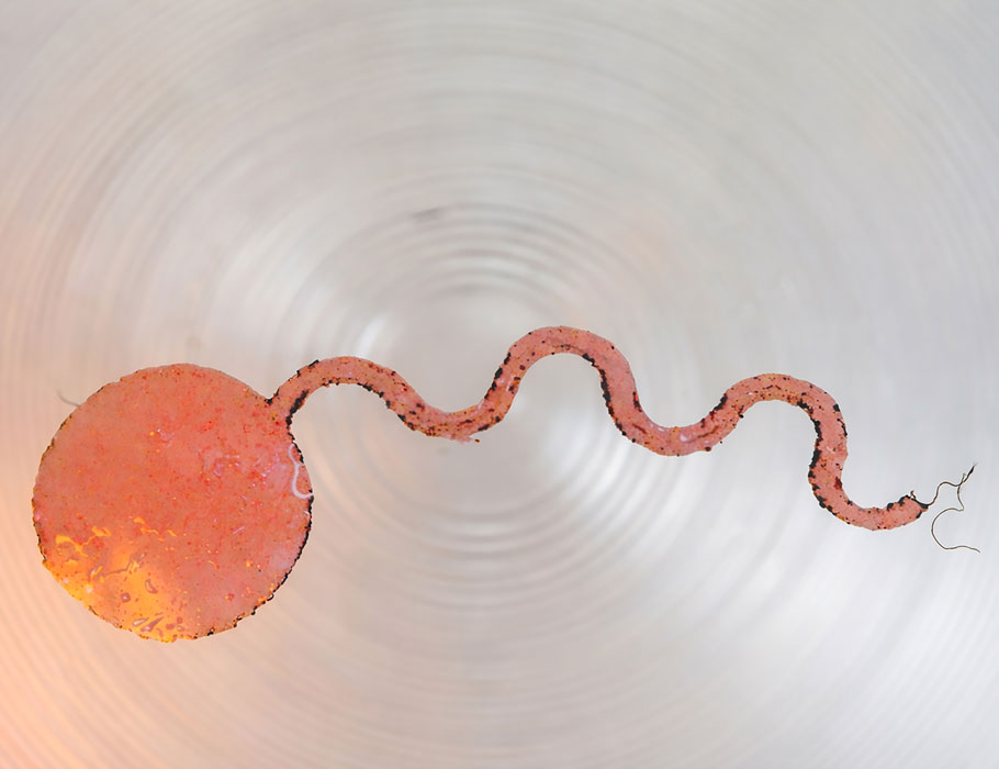 ScienceMagazine's tweet image. A smart contact lens can monitor and manage intraocular pressure in animals in real time by releasing glaucoma drugs without bulky electronics, achieving a low-cost therapeutic and diagnostic tool for personalized ocular care. @ScienceTM scim.ag/3Ouwkxd